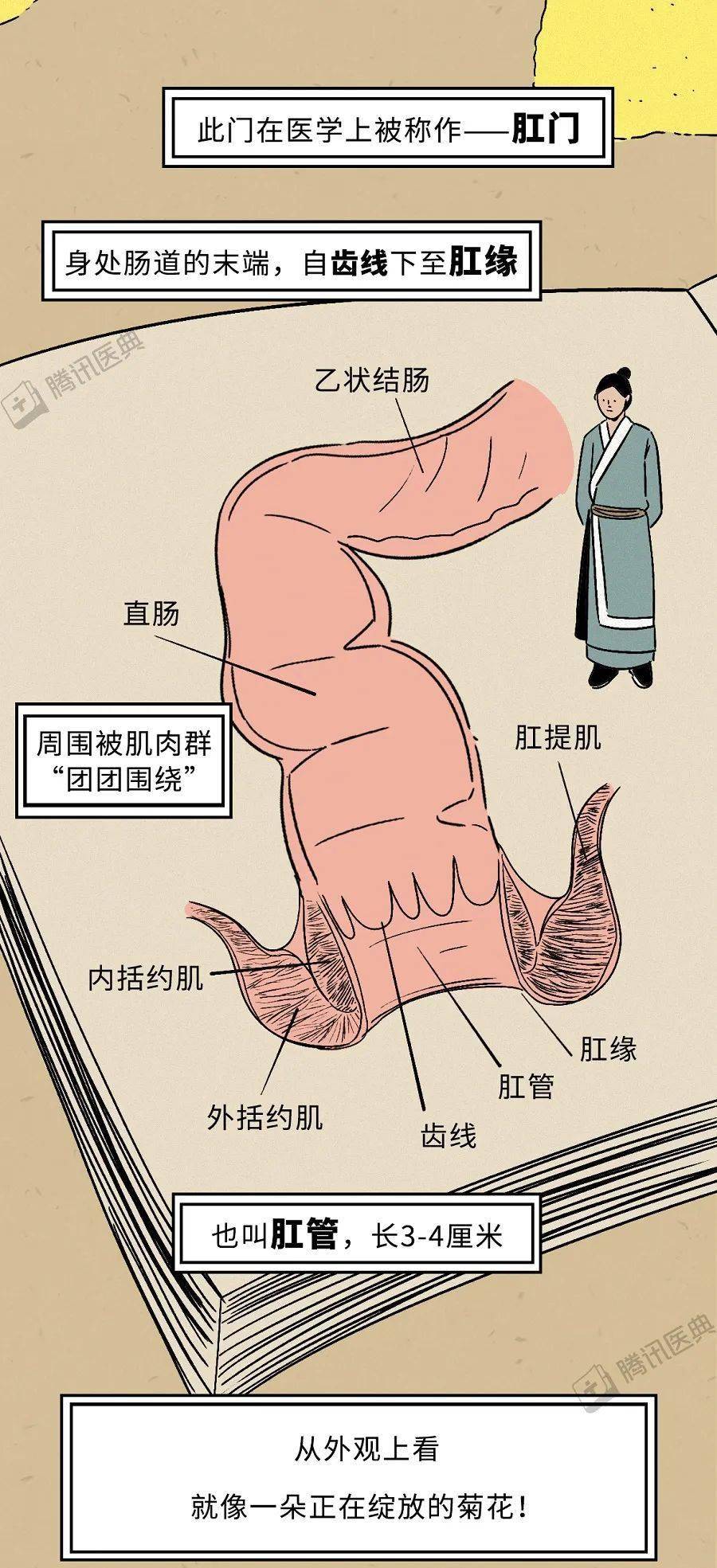 肛门大便失禁吃什么药_肛门失禁的症状不排便_肛门症状排便失禁怎么办