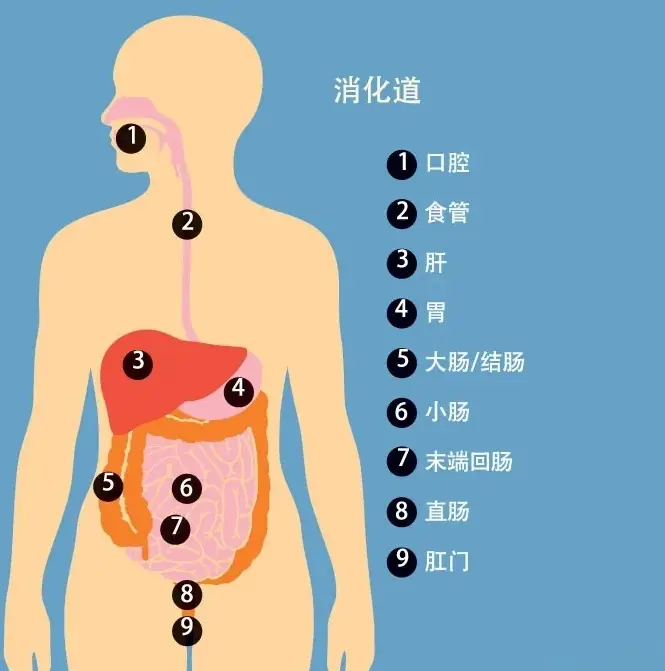 克罗恩病食谱大全_克罗恩病膳食指南_克罗恩病的饮食