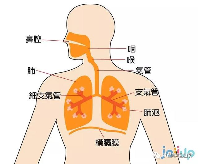 气管炎支气管炎怎么办_支气管炎治疗方法_气管有炎