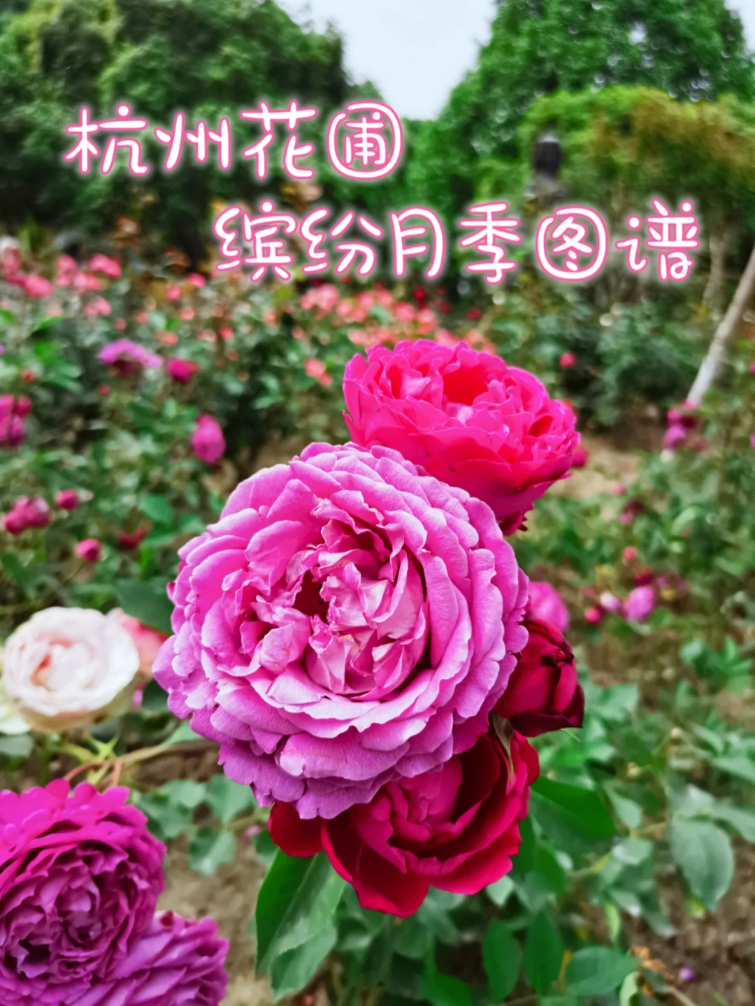 杭州花圃的老种绿云_杭州花圃的花_杭州庭院绿化