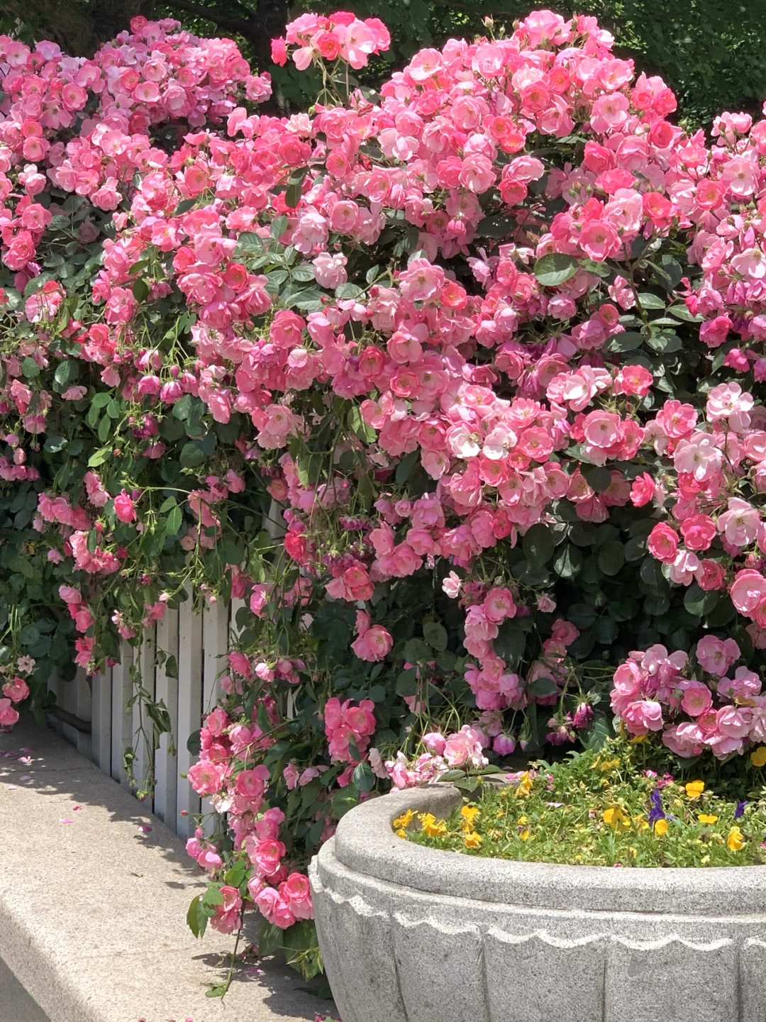 杭州庭院绿化_杭州花圃的老种绿云_杭州花圃的花