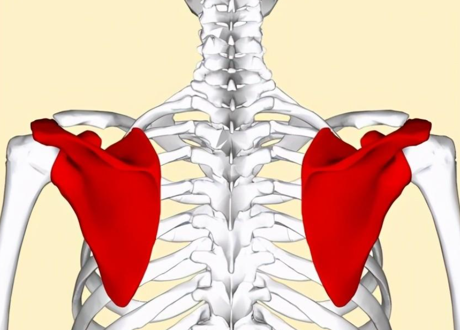 深呼吸肩胛骨后背疼_后背肩胛骨疼呼吸都疼_后背肩胛骨疼呼吸困难