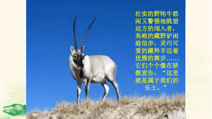 民间草药搜山虎_中药材搜山虎_山虎中药别名是什么
