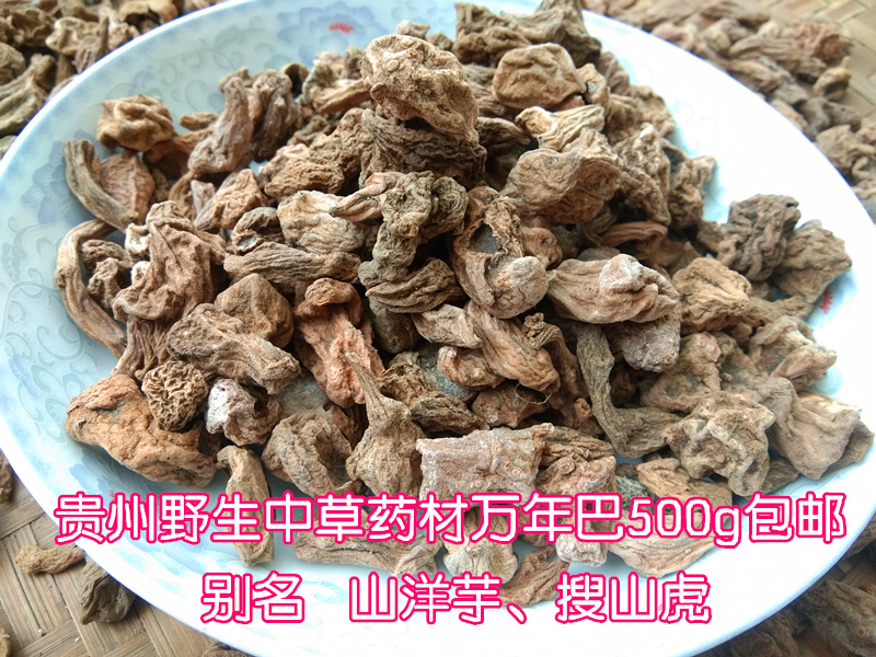 搜山虎图片_搜山虎草药的图片与功效_山虎的照片