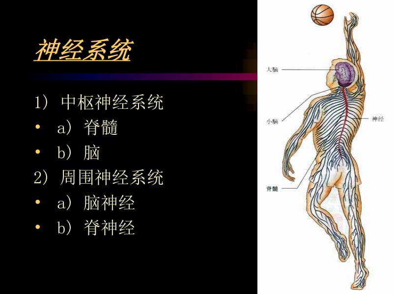 中枢性呼吸衰竭概念_中枢性呼吸衰竭定义_中枢呼吸衰竭表现