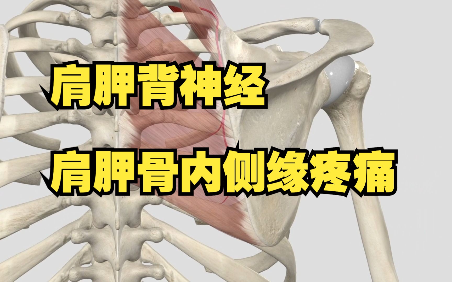 后背疼痛呼吸左侧疼痛_左后背深呼吸疼痛_后背疼痛呼吸左边疼