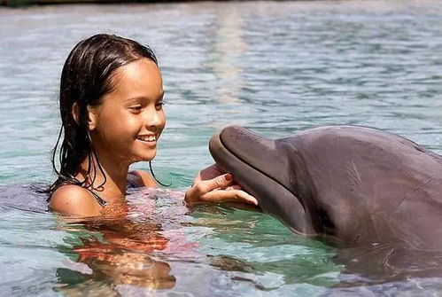 dolphin绯荤粺,探寻海洋美食的独特魅力