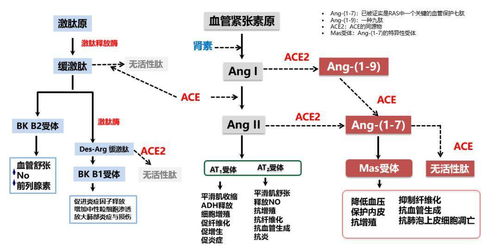 raas系统的作用,RAAS系统概述