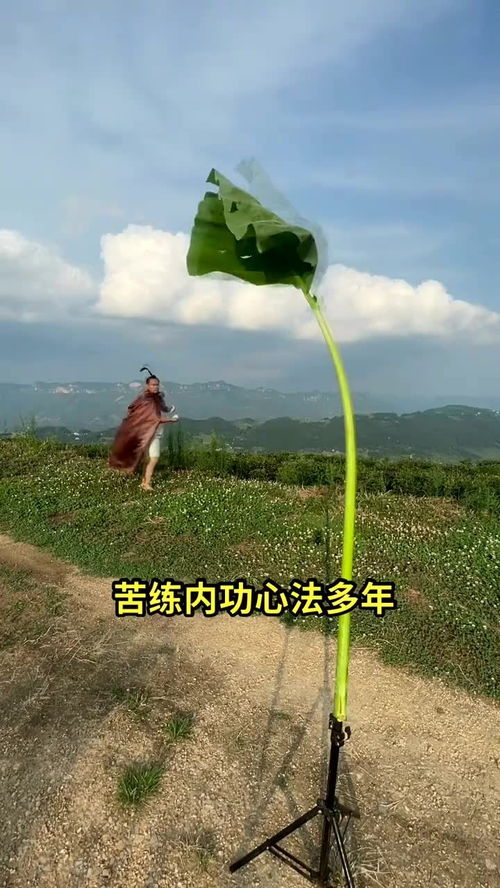 摘叶飞花