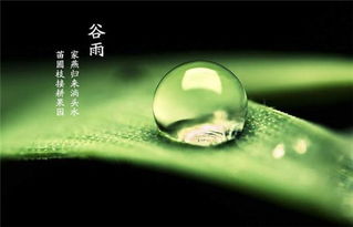 谷雨节气游戏,趣味游戏体验春日生机”
