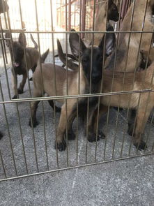 小马犬游戏,融合农场、跑酷与亲子乐趣的奇幻冒险之旅