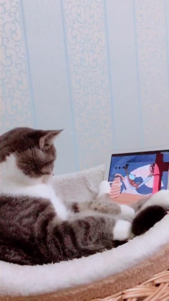 猫追人游戏,“猫追人游戏的乐趣与心理启示”