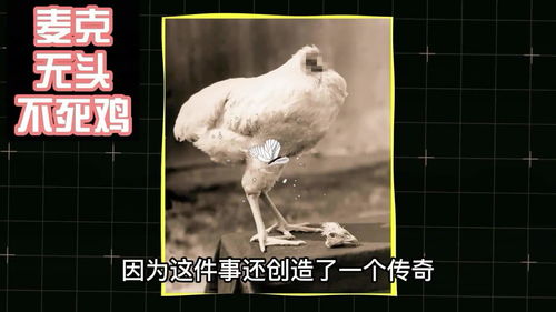 公鸡传说游戏