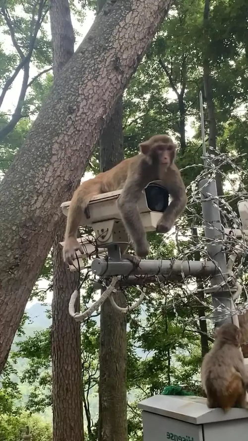 监控猴子游戏,揭秘动物世界的趣味互动
