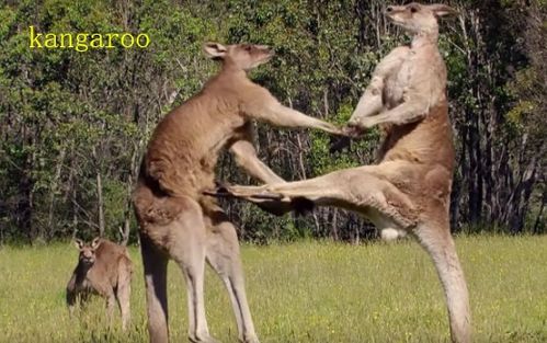 袋鼠哺乳系统下载安卓,探索创新哺乳体验的奥秘